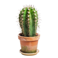 A small cactus in a terracotta pot (1)