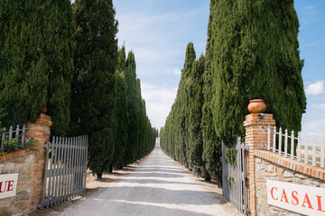 Cypress trees lining a picturesque gravel road in tuscany, italy