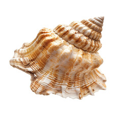 Obraz premium Close-up of a large, intricately detailed seashell