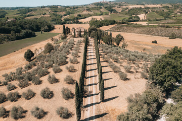 Cypress trees leading to tuscan farmhouse in italy, cultivated fields and olive groves visible in...