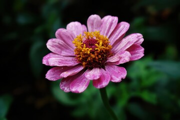 Obraz premium Zinnia elegans also called elegant zinnia is a flowering annual in the Asteraceae family native to Mexico and used as an ornamental plant