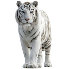 Obraz premium White Siberian tiger with blue eyes in majestic standing pose and regal and sharp and isolated white background Batch realistic clean bright simple modern stock image isolated on plain background f