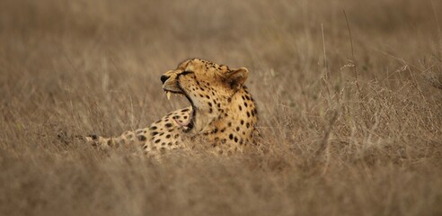 Cheetah Yawning in Dry Grass – Close-Up Wildlife Moment