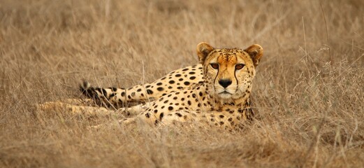 Cheetah Lying in Grass and Looking at Camera – African Wildlife Portrait