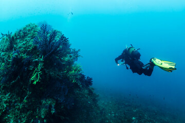 diver diving next to a rock covered in corals and gorgonians, concept of scuba diving and underwater adventure, copy space for text