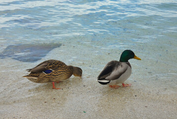 Two ducks with their feet in the water of Lake Geneva, Geneva, Switzerland