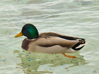 Mallard duck swimming peacefully in the water of Lake Geneva in Switzerland