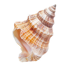 Obraz premium Close-up of a spiral seashell, pale beige, tan, and cream colors with intricate bands
