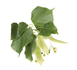 Linden branch with beautiful flowers and leaves isolated on white