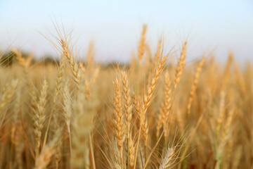 Golden wheat ears growing in field, closeup