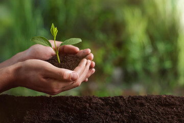 Planting tree. Man holding soil with young seedling outdoors, closeup. Space for text