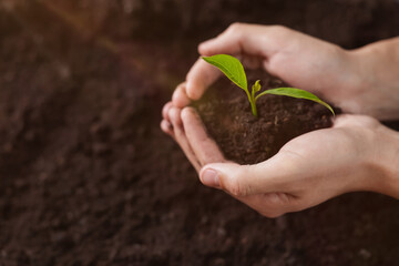 Planting tree. Man holding soil with young seedling outdoors, closeup. Space for text
