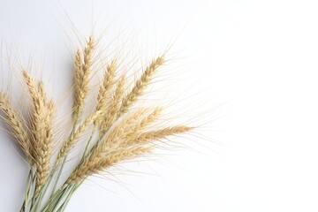 Wheat spikes on white background, flat lay. Space for text