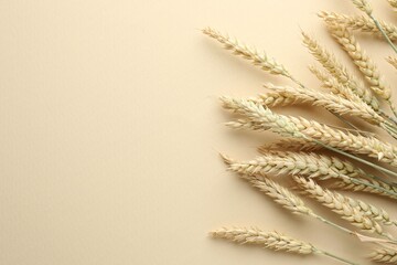 Many wheat spikes on beige background, flat lay. Space for text
