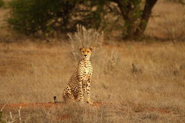Cheetah Sitting Alert in Open Savanna – Wildlife in Natural Habitat