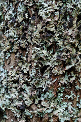 Detailed close up of Parmelia Sulcata lichen attached to rough tree surface representing symbiotic plant structures found in wild forest biology. Selective focus