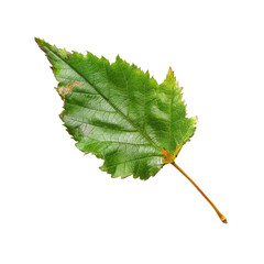 Fototapeta premium Close-up of a single, vibrant green leaf, slightly asymmetrical, with visible veins and a serrated edge