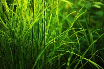 verdant grass backdrop