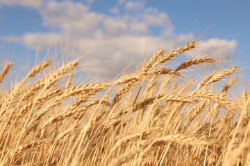 Fototapeta premium Golden wheat ears growing in field under blue sky, closeup