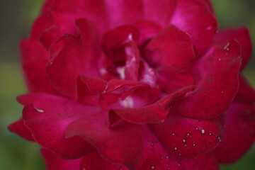 quantum valentine roses on different scales and macro photography