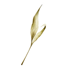 Watercolor leaf in warm autumn tones. Botanical hand drawn illustration isolated on background. Ideal for seasonal, halloween, forest, or nature-themed designs. Rustic foliage perfect for fall decor
