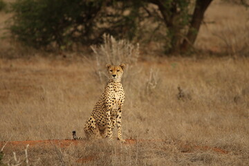 Cheetah Sitting Upright on Dry Savannah, Alert Expression