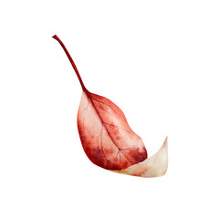 Watercolor leaf in warm autumn tones. Botanical hand drawn illustration isolated on background. Ideal for seasonal, halloween, forest, or nature-themed designs. Rustic foliage perfect for fall decor