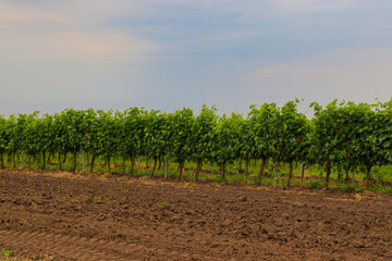 Green vineyard with unripe grapes hanging on vines. Scenic agricultural landscape with sunny...