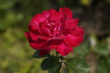quantum valentine roses on different scales and macro photography