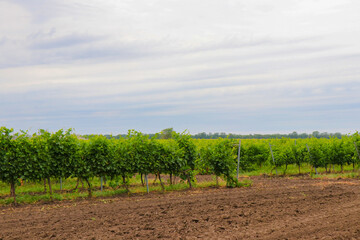 Green vineyard with unripe grapes hanging on vines. Scenic agricultural landscape with sunny...