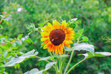 Bright yellow sunflower in full bloom on a sunny day. Close-up of a vibrant flower head with green leaves. Natural summer background with blue sky.