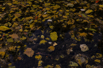 Natural spring with seven crystal-clear water sources flowing into a small forest lake. Scenic landscape with lush greenery and serene pond in nature reserve.