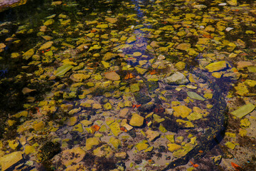 Natural spring with seven crystal-clear water sources flowing into a small forest lake. Scenic landscape with lush greenery and serene pond in nature reserve.