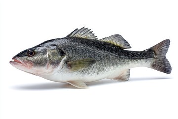 Obraz premium white background with isolated sea bass and clipping path