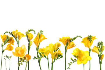 Obraz premium Many beautiful freesia flowers on white background