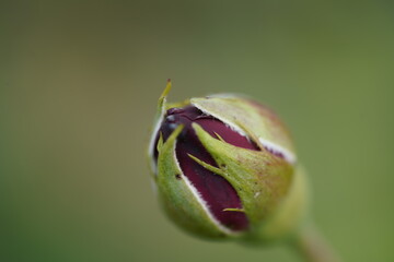quantum valentine roses on different scales and macro photography