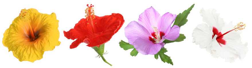 Different hibiscus flowers isolated on white, set © New Africa