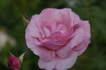 quantum valentine roses on different scales and macro photography