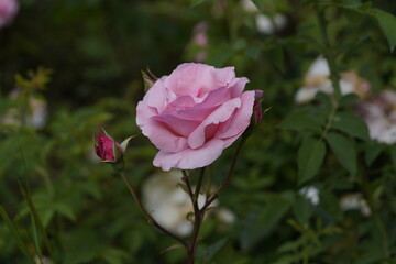 quantum valentine roses on different scales and macro photography