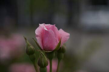 quantum valentine roses on different scales and macro photography