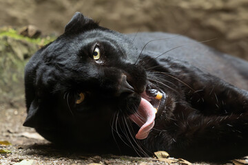 Indian leopard (Panthera pardus fusca), portrait of a female melanistic leopard with its mouth open, teeth bared and ears back before attacking.