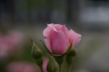 quantum valentine roses on different scales and macro photography