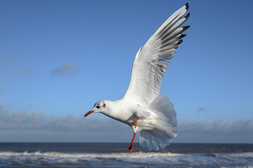Black headed Gull in flight, winter plumage bird
