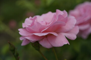 quantum valentine roses on different scales and macro photography