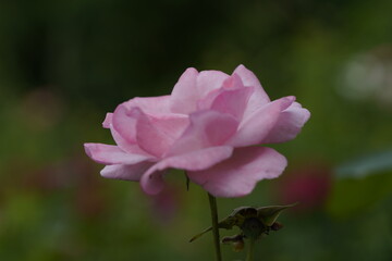 quantum valentine roses on different scales and macro photography