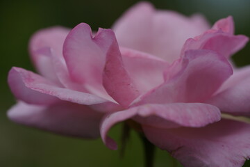 quantum valentine roses on different scales and macro photography