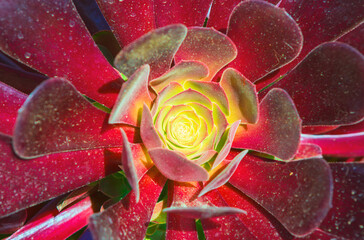 Vibrant rosette of succulent, showcasing a deep crimson and lime green color palette. Detailed...