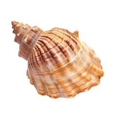 Obraz premium Close-up of a spiral seashell (4)