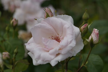 Obraz premium quantum valentine roses on different scales and macro photography