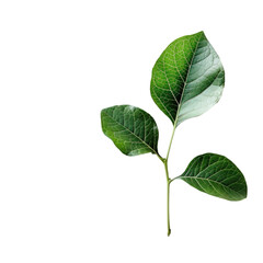 Naklejka premium Close-up of three leaves on a stem. Vibrant green foliage